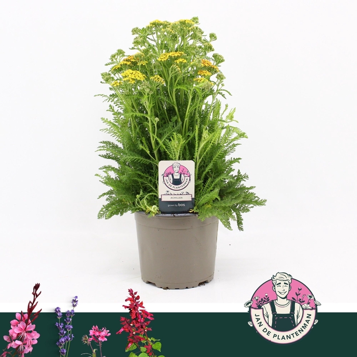 ACHI MILLEFOLIUM