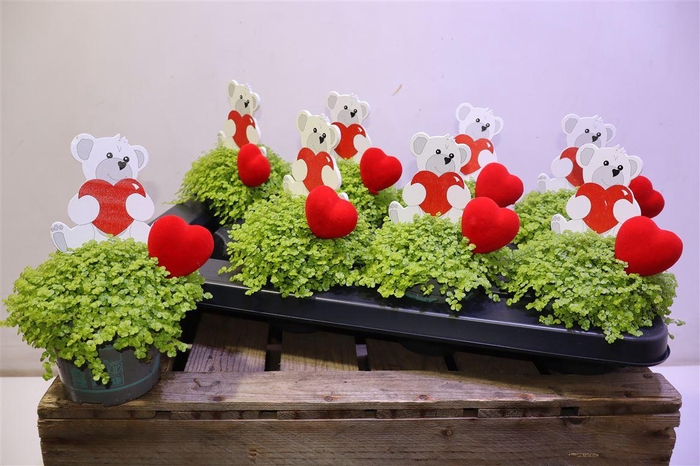 <h4>arr8 Solei Sol Aurea Met Love Bear Deco</h4>