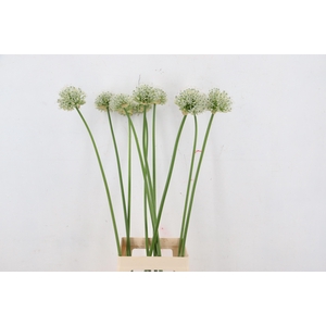 ALLIUM MOUNT EVEREST