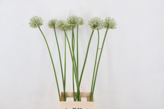 <h4>ALLIUM MOUNT EVEREST</h4>