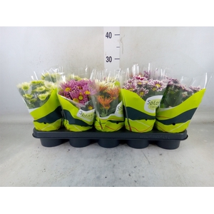 Chrysanthemum  'Splash'  ...mix