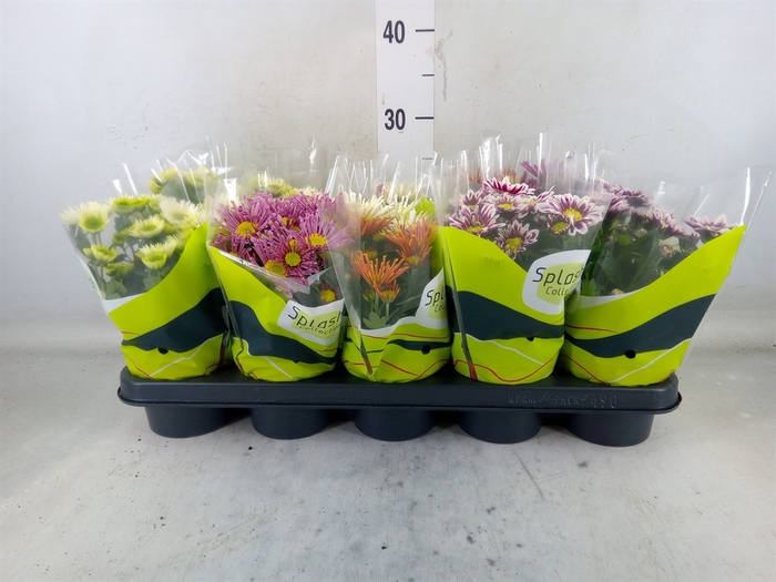 <h4>Chrysanthemum  'Splash'  ...mix</h4>