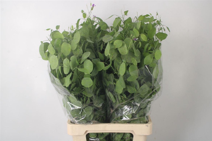 <h4>Lunaria Green Per Bunch</h4>
