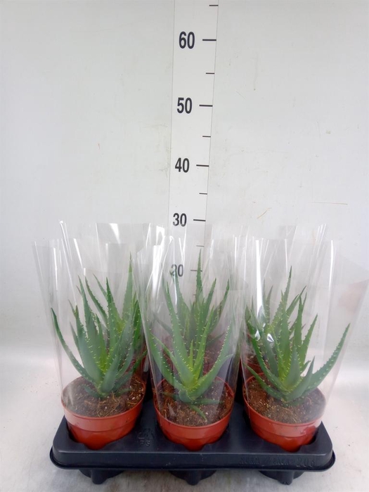 <h4>Aloe arborescens</h4>