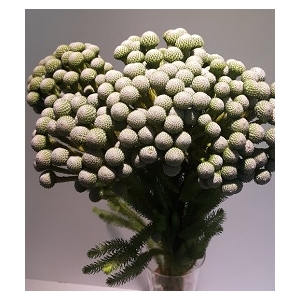 Greens - Brunia Silver Moon