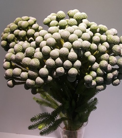 Greens - Brunia Silver Moon