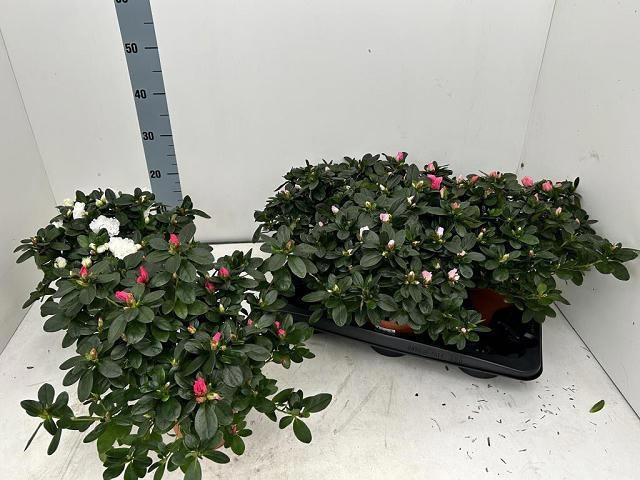 <h4>RHODO SI VOGEL GEM</h4>