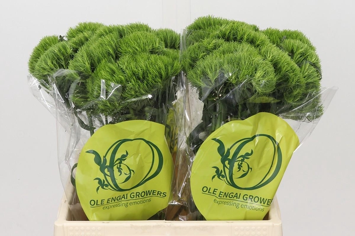 <h4>Dianthus Br Kiwi Mellow</h4>
