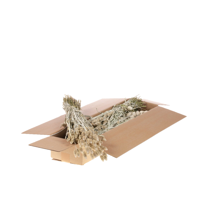 <h4>Phalaris Sb White Misty</h4>