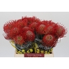 Nutans Ayoba Red