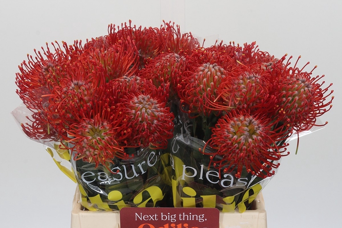 Nutans Ayoba Red