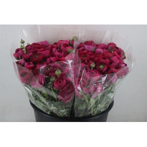 Ran Elegance Hot Pink