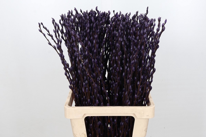 <h4>Salix Caprea Snow Flake P. Aubergine</h4>