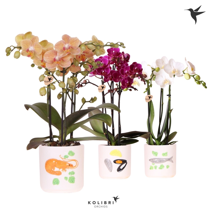 <h4>Kolibri Orchids Phalaenopsis mix 3 spike in Fruits De Mer pot mix</h4>