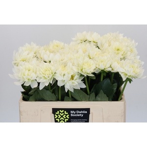 Dahlia Karma M. Zwaan