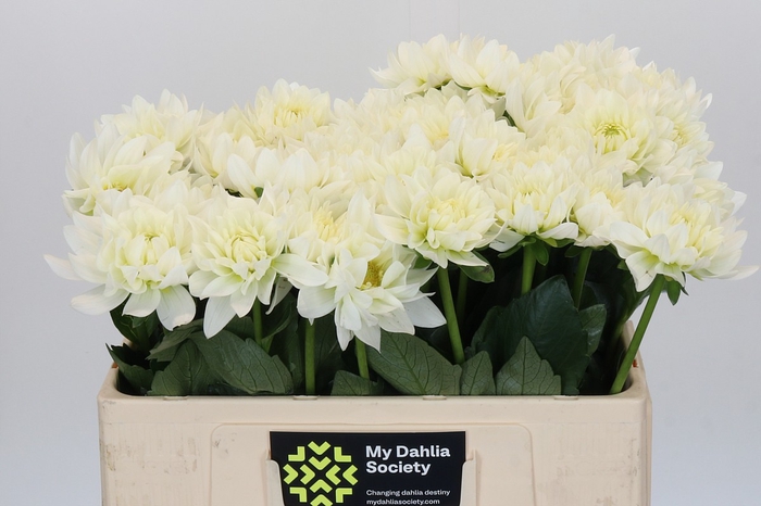 Dahlia Karma M. Zwaan