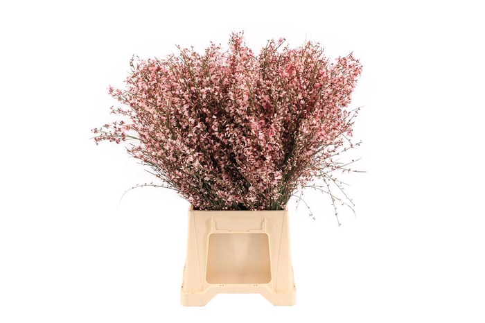 <h4>Ginster Roze 400 Gr</h4>