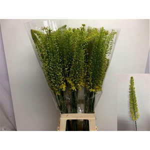 EREMURUS STENOPHYLLUS EREMURUS STEN