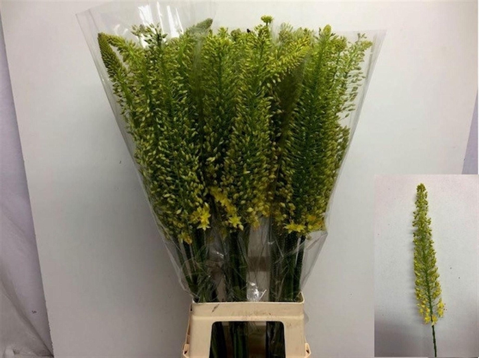 <h4>EREMURUS STENOPHYLLUS EREMURUS STEN</h4>