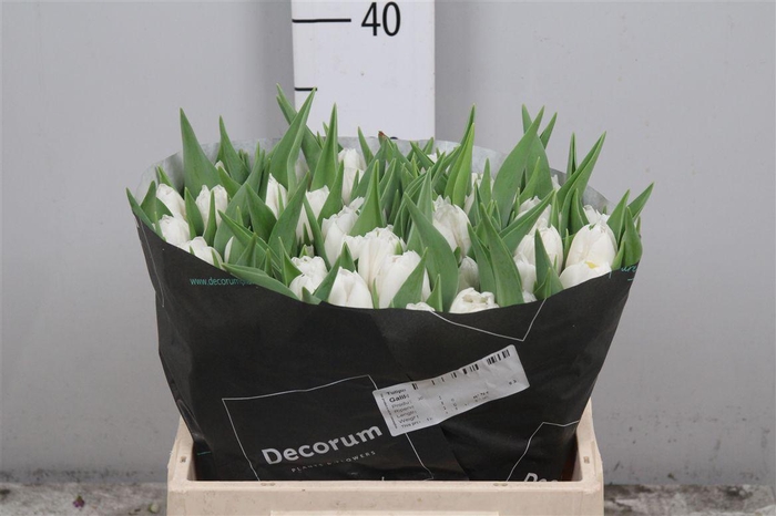 <h4>Tu Du Galileo</h4>