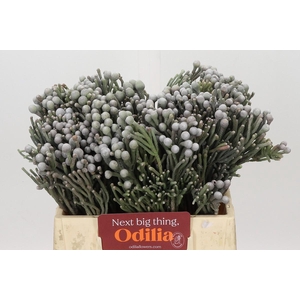 Kaaps Groen Silver Brunia