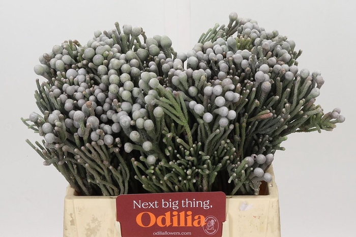 <h4>Kaaps Groen Silver Brunia</h4>