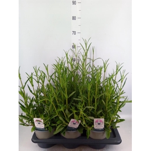 Verbena bonariensis