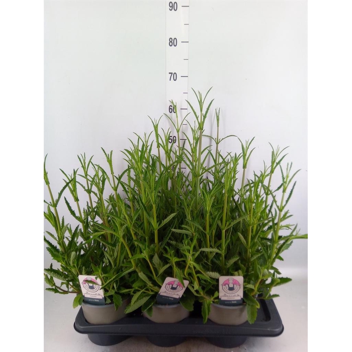 <h4>Verbena bonariensis</h4>