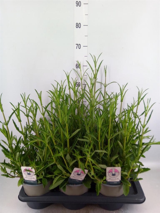 Verbena bonariensis