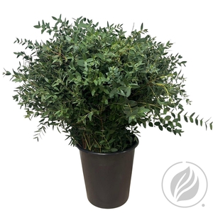 Euca Parvifolia Per Tak 55 Cm