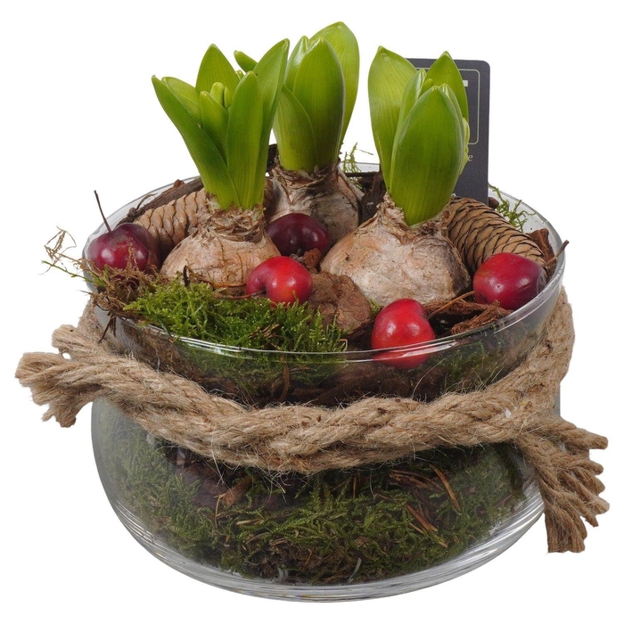 <h4>Arr.  Hyacinthus L%</h4>