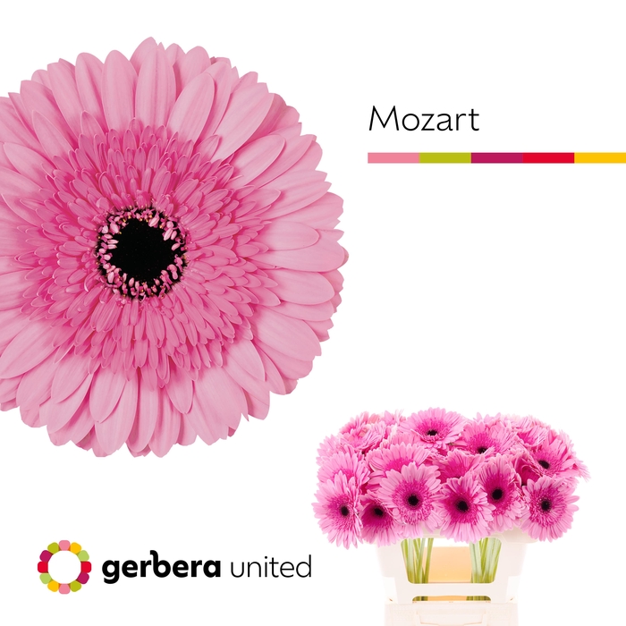 <h4>Gerbera Mozart Water x40</h4>