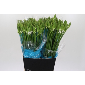 Ornithogalum Thyrsoides BIG WHITE