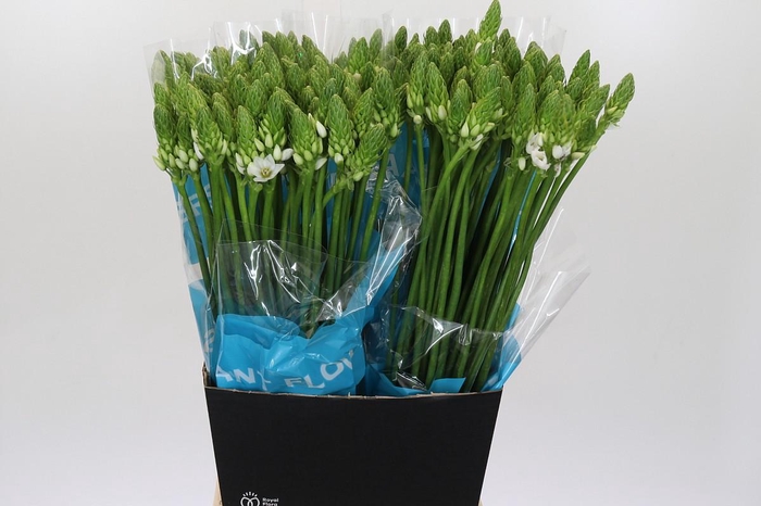 <h4>Ornithogalum Thyrsoides BIG WHITE</h4>