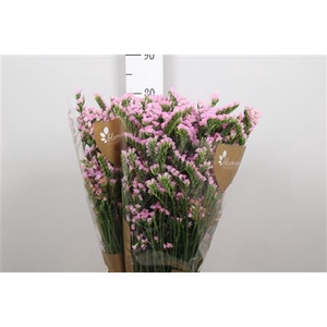 Lim S Lucia Pink
