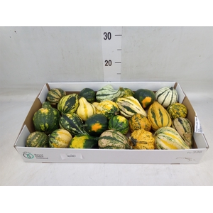 Cucurbita pepo 'Maya Mix'