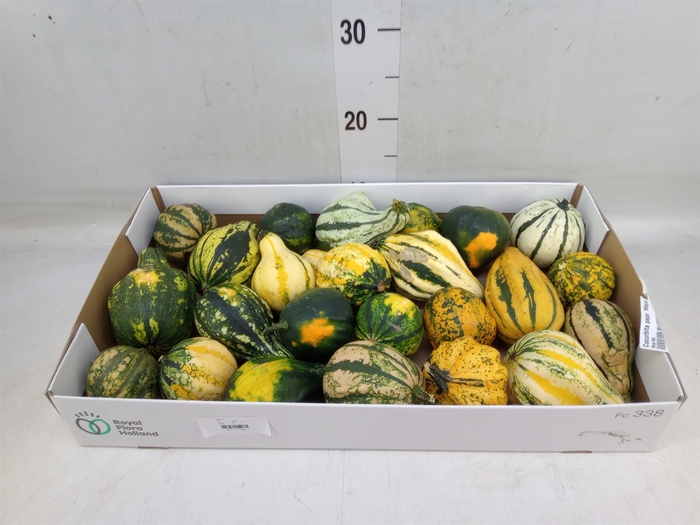 <h4>Cucurbita pepo 'Maya Mix'</h4>