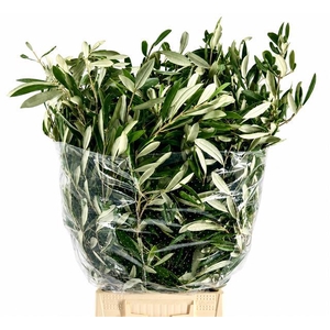 Olive Italia