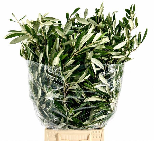 <h4>Olive Italia</h4>