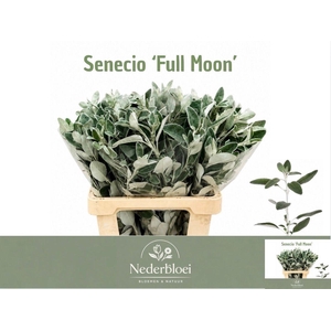 JACOBAEA FULL MOON