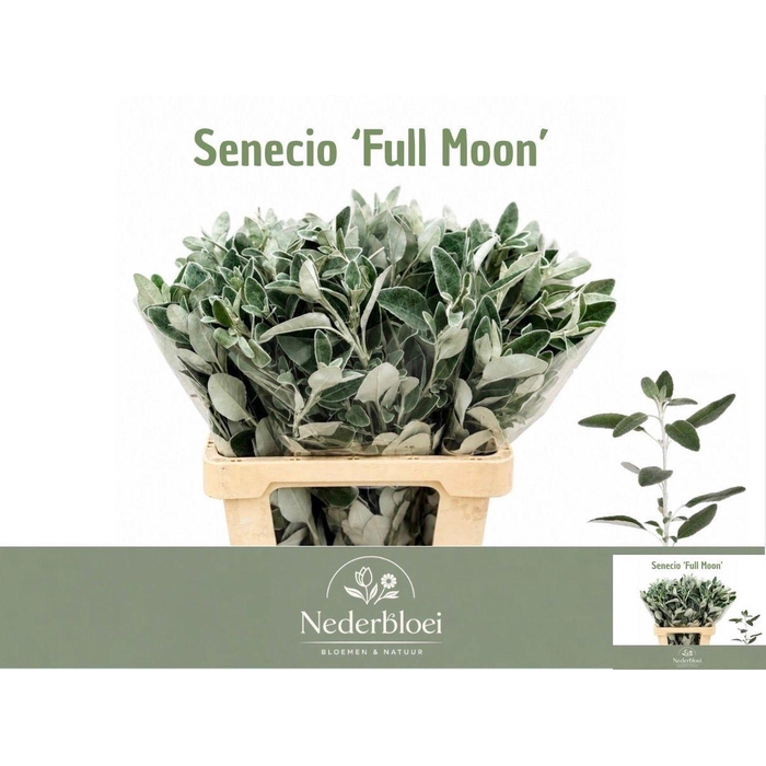 <h4>Jacobaea Full Moon</h4>