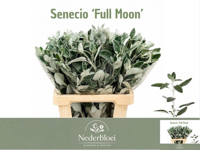 <h4>JACOBAEA FULL MOON</h4>