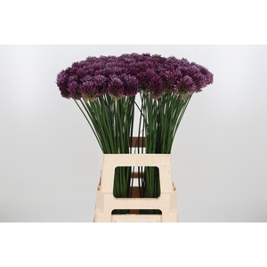 Allium Sphaerocephal (kogel)