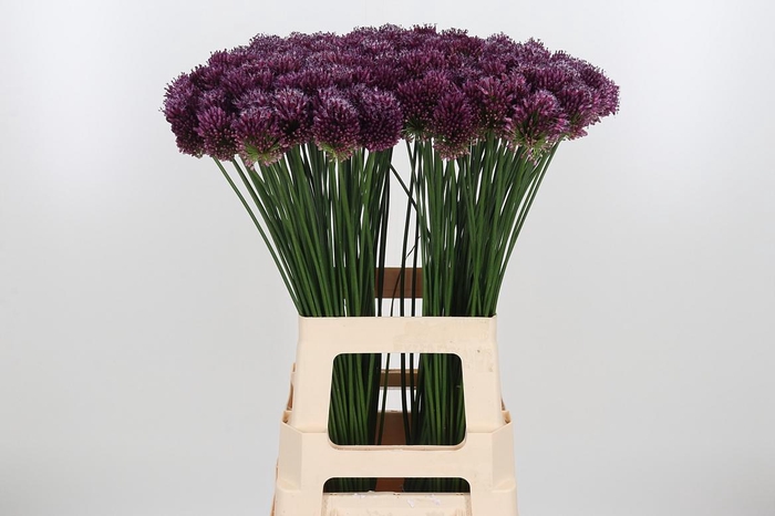 <h4>Allium Sphaerocephal (kogel)</h4>