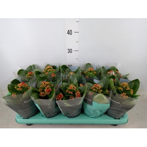 Kalanchoe blos. 'Secret'