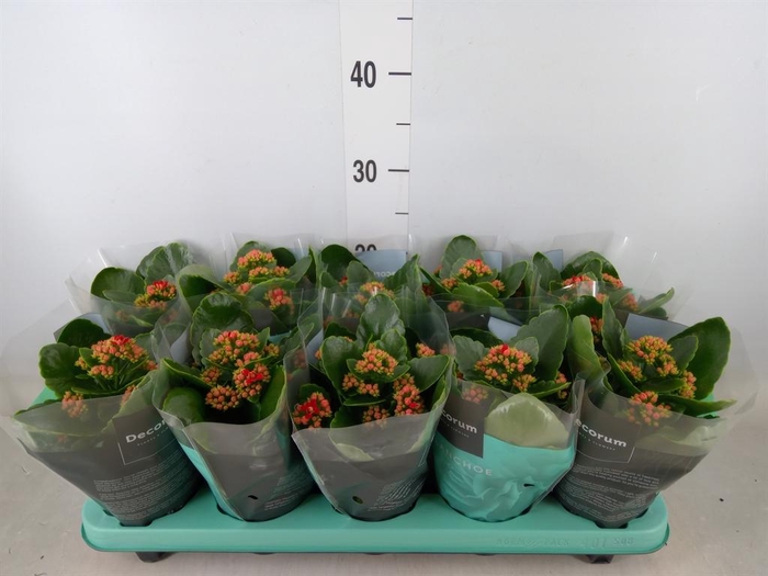 <h4>Kalanchoe blos. 'Secret'</h4>