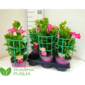 MANDE RIO EL CORA PI