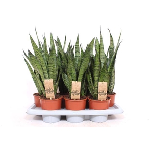 Sansevieria Zeylanica 14Ø 50cm