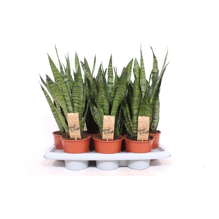 <h4>Sansevieria Zeylanica 14Ø 50cm</h4>
