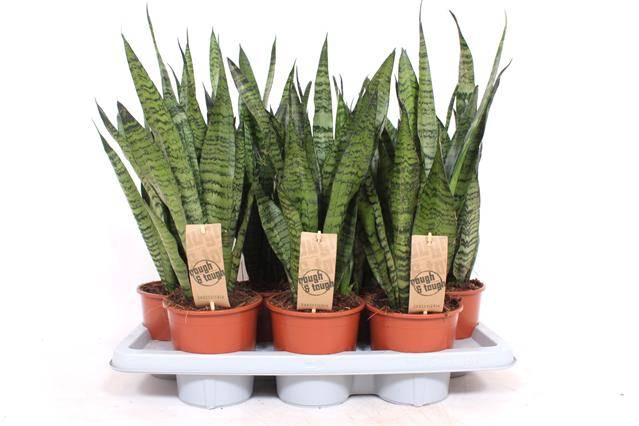 Sansevieria Zeylanica 14Ø 50cm